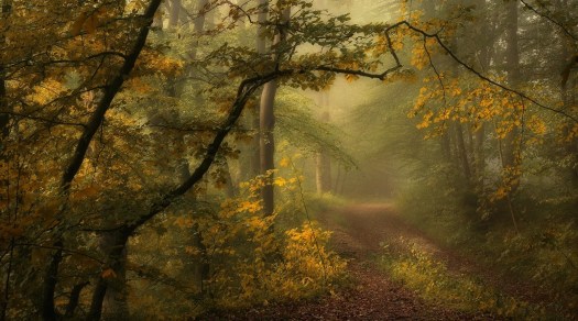 Floresta, Norbert Maier