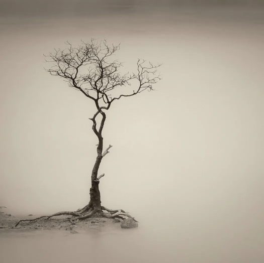 Hengki Koentjoro - tree in the mist